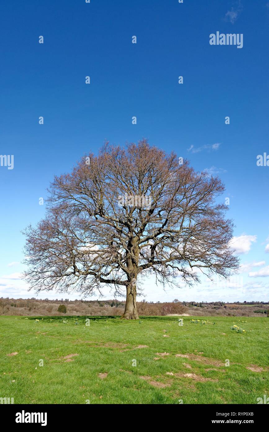 Oak tree uk landscape hi-res stock photography and images - Alamy