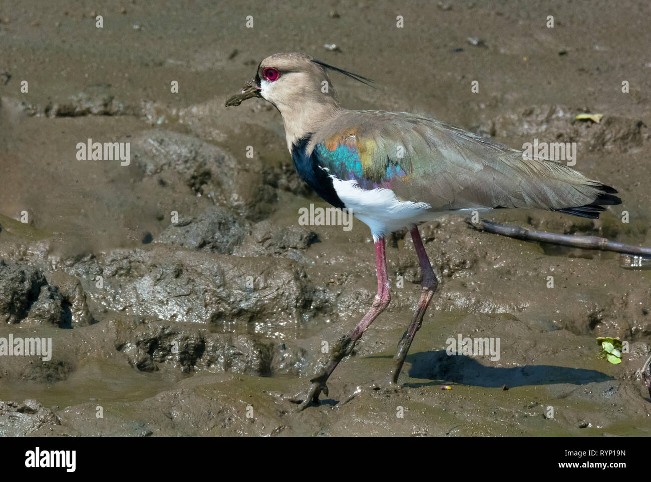 Strolling along a muddy bank a Southern Lapwing lets its brilliant blue under feathers peek out Stock Photo