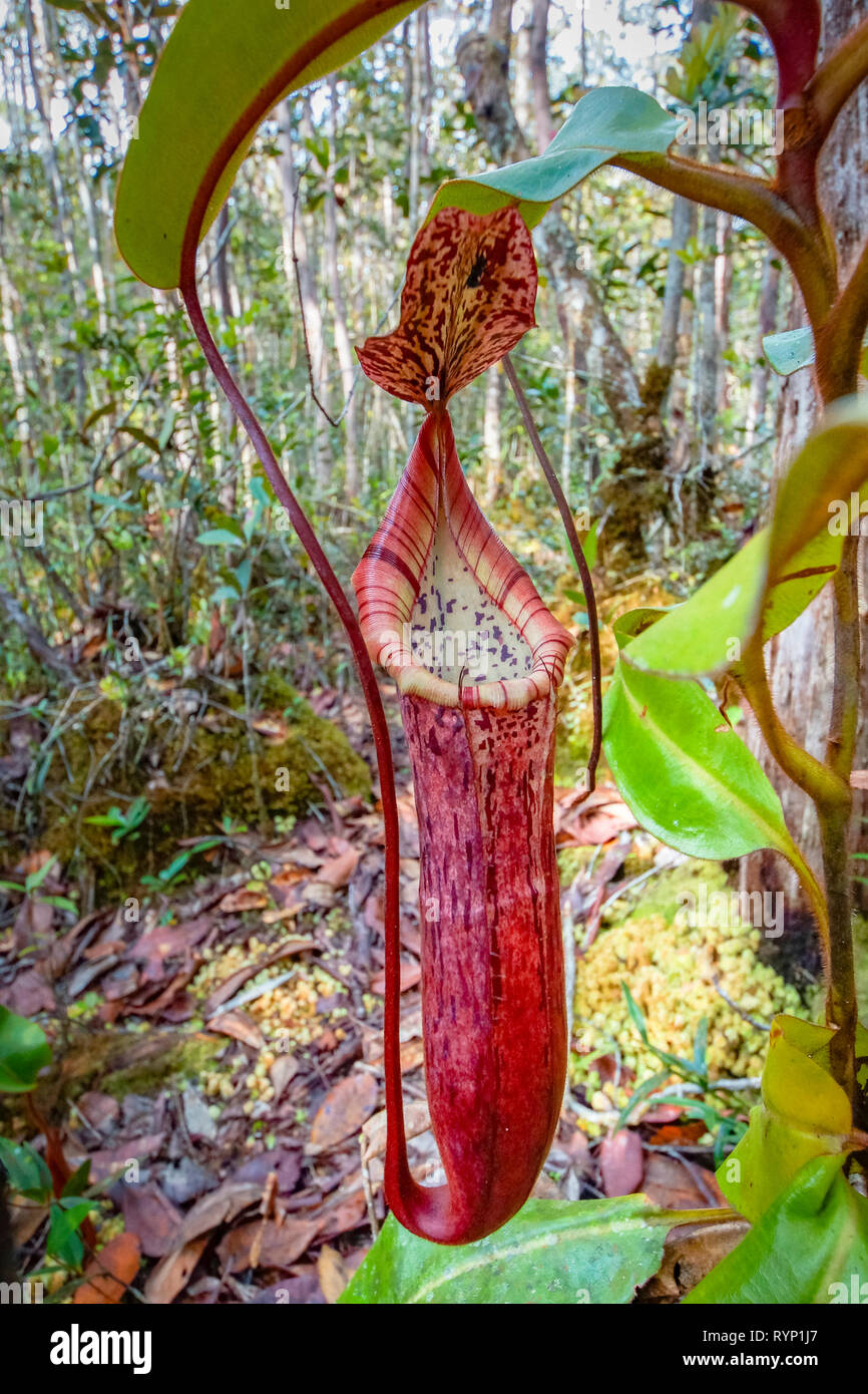 Pitcher Plant Nepenthes Sp High Resolution Stock Photography and Images ...