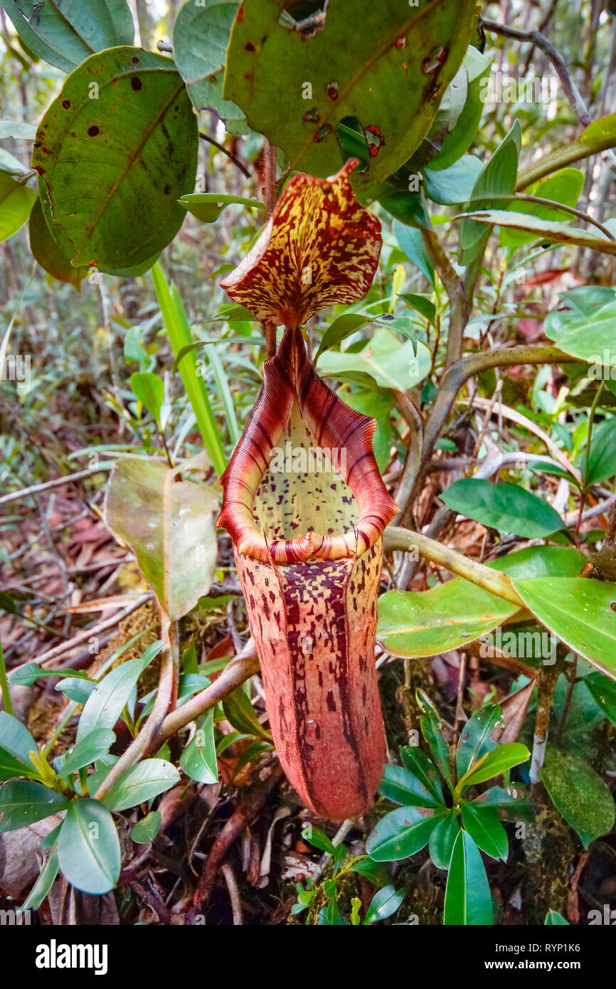 Pitcher Plant High Resolution Stock Photography and Images - Alamy