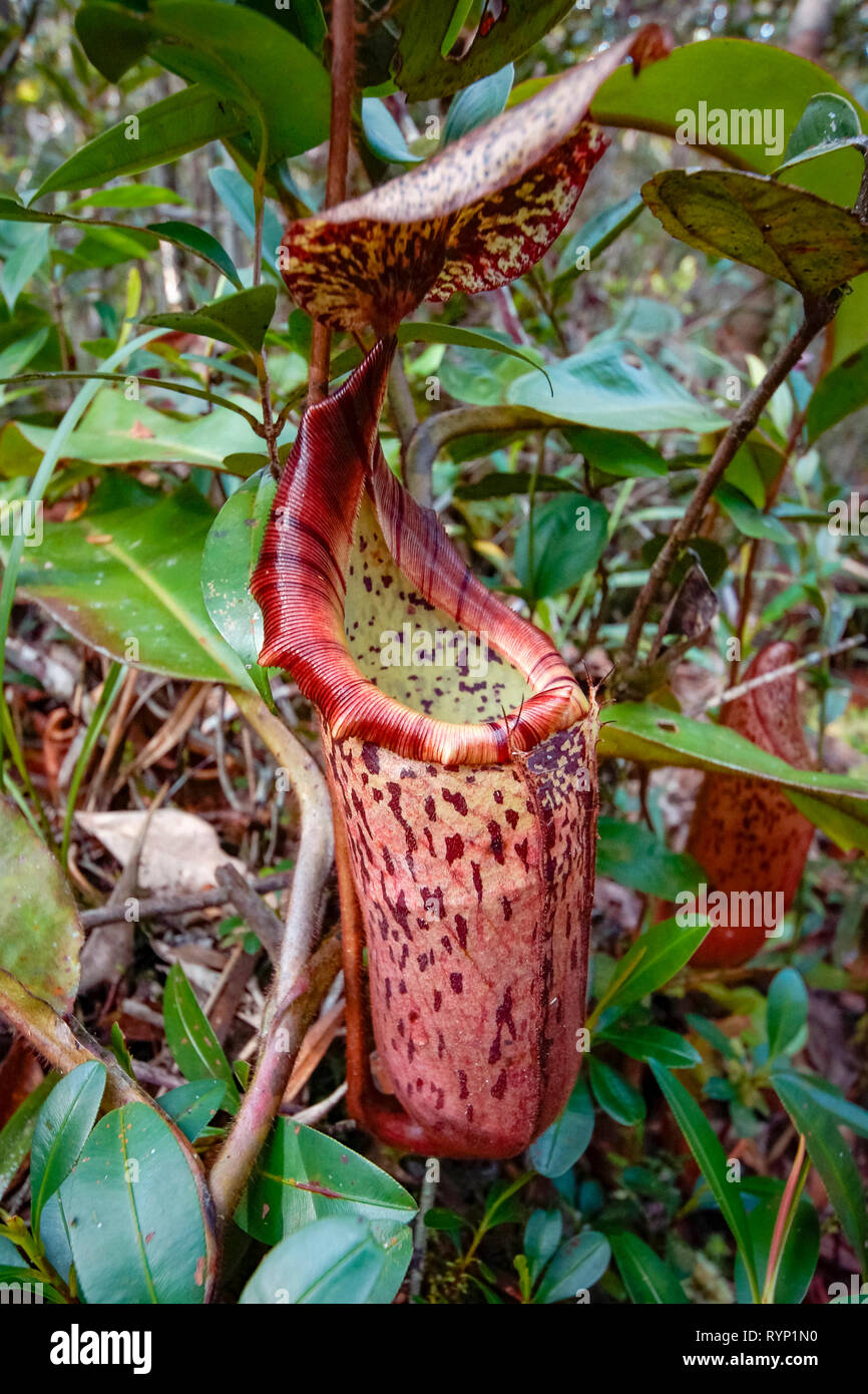 Pitcher Plant Nepenthes Sp High Resolution Stock Photography and Images ...