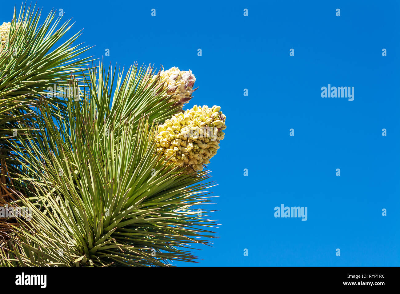 Joshua Tree Flower Bloom Stock Photo Alamy