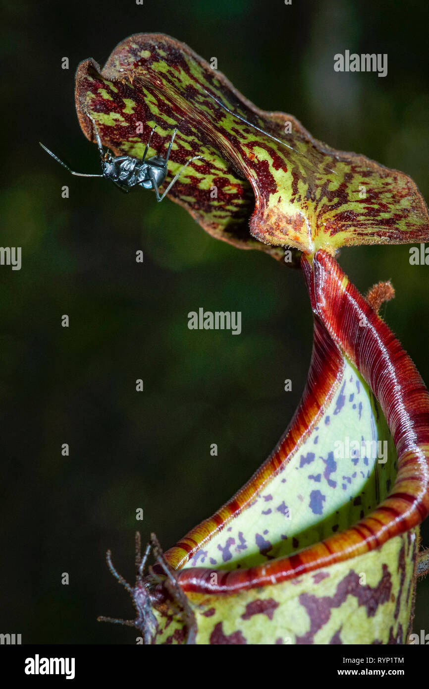 Pitcher Plant Nepenthes Sp High Resolution Stock Photography and Images ...
