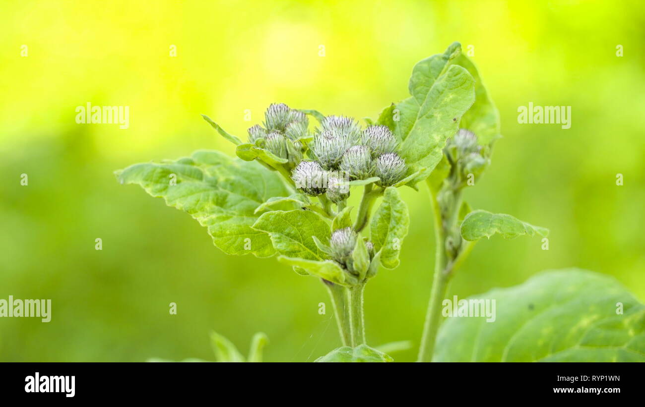 The green leaves and flowers of the lesser burdock. Arctium minus commonly known as lesser burdock burweed louse-bur common burdock button-bur cuckoo- Stock Photo
