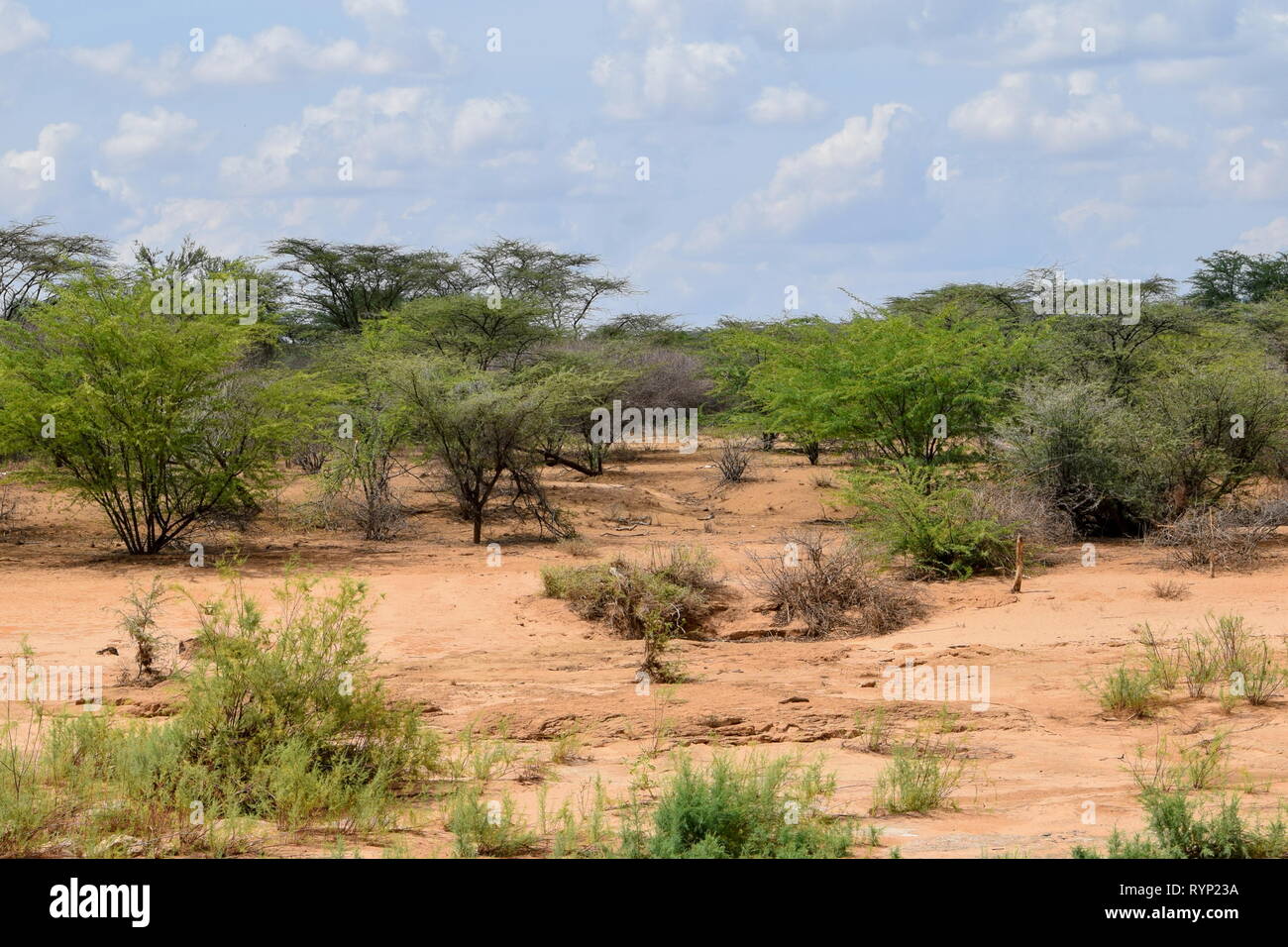 The arid landscapes of Samburu National Reserve, Kenya Stock Photo - Alamy