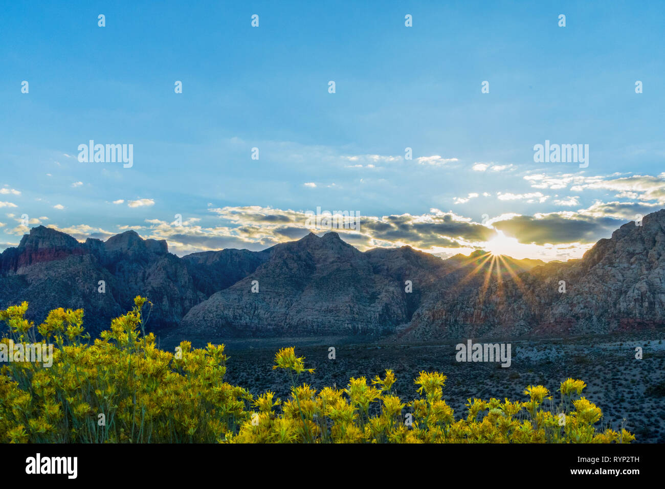 Death valley flowers hi-res stock photography and images - Alamy