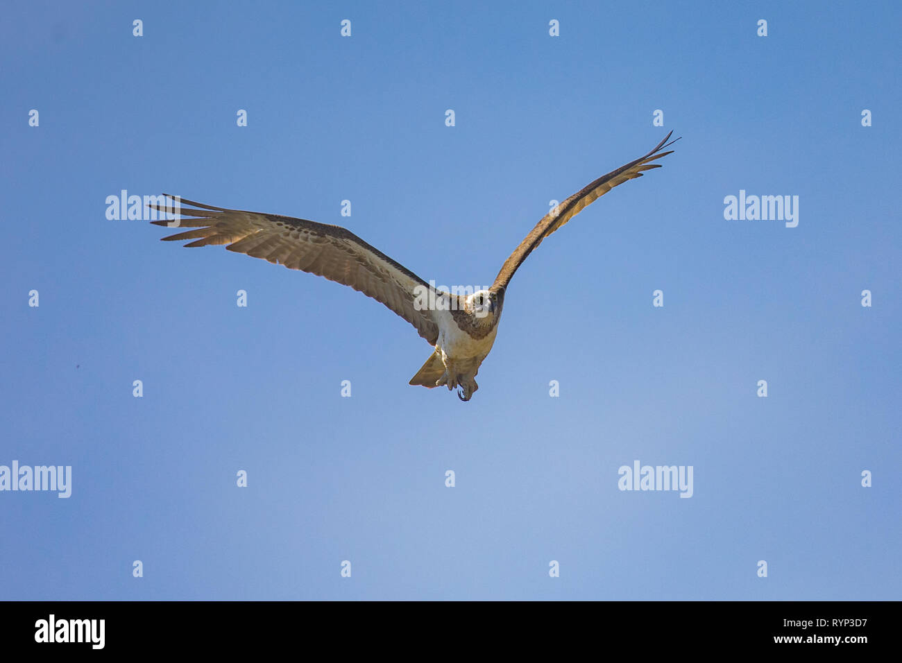 Eastern Osprey (Pandion cristatus) in flight Stock Photo