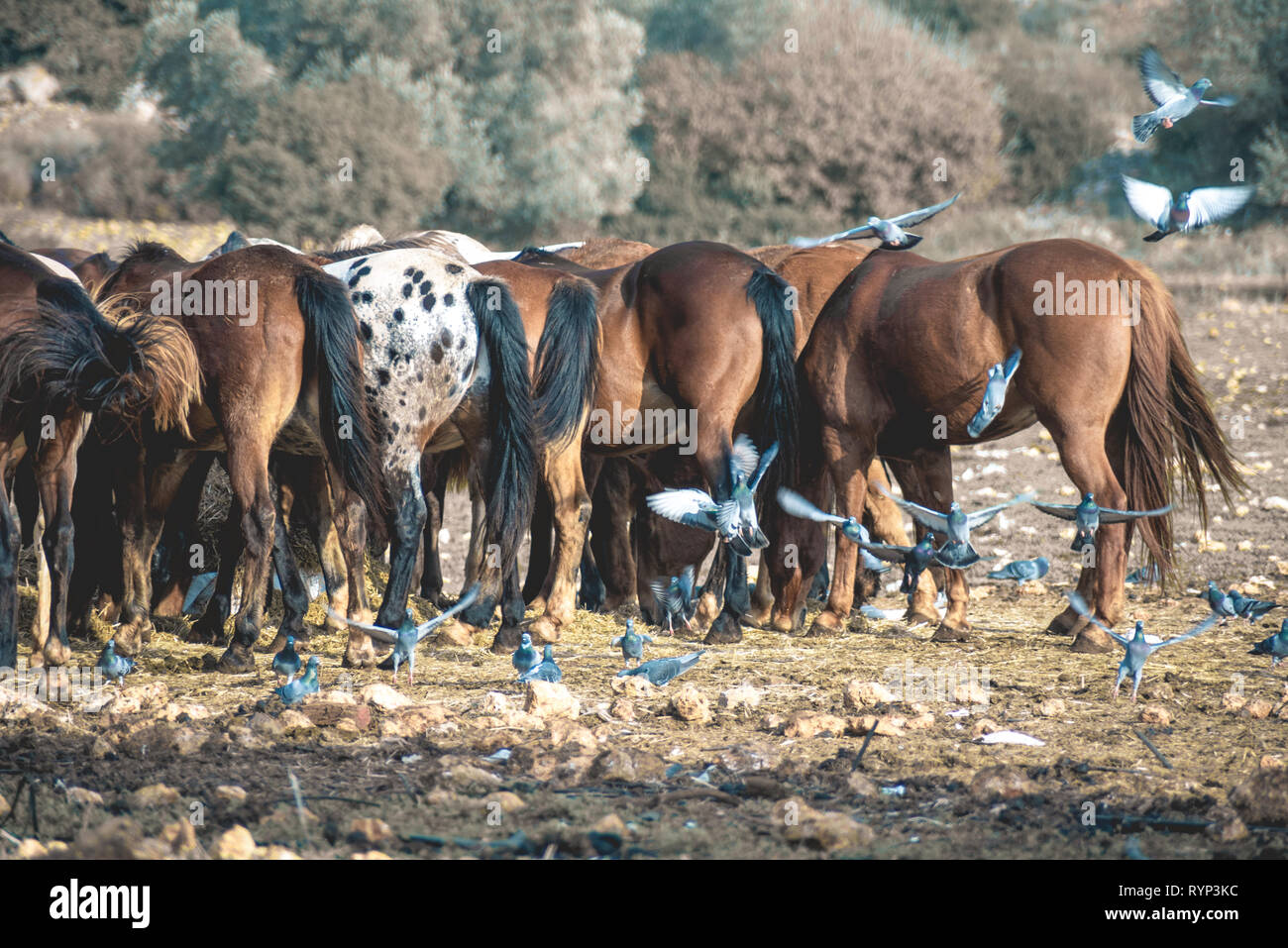 wild horses from behind  in a field with flying pigeons Stock Photo