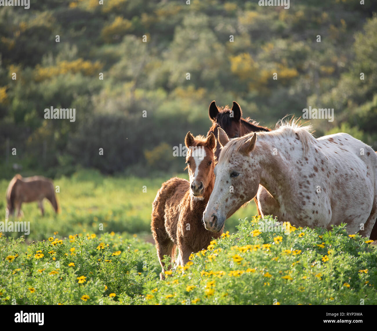 a foal and its mother in a green meadow Stock Photo - Alamy