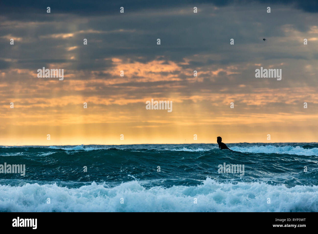 surfer standing at Piha Beach, New Zealand Stock Photo