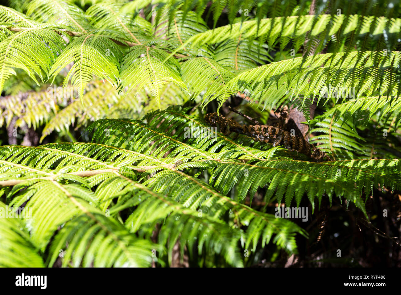 fiddle head fern isolated on black background Stock Photo