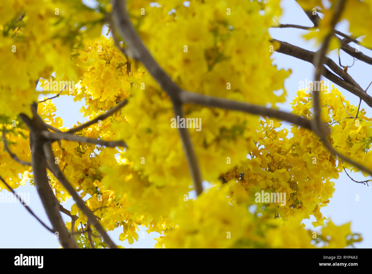 'Lluvia Dorada' (golden rain) tree with blooming flowers showing that spring has arrived. Stock Photo