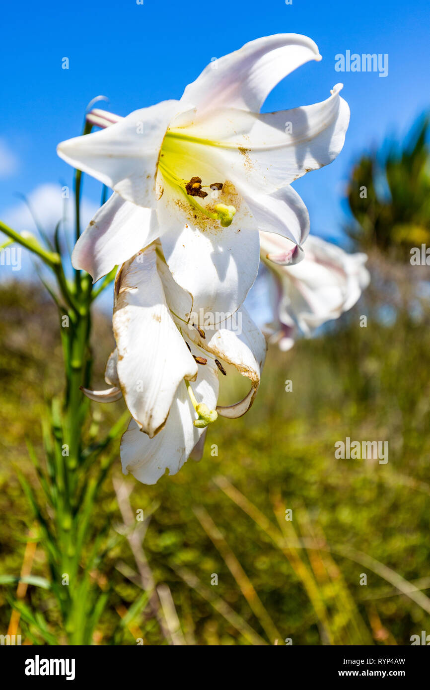 white lily in New Zealand Stock Photo