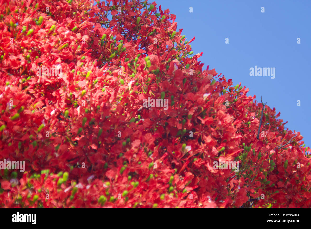 Tree with red and green flowers featuring a blue sky, that bloom in the spring season in Mexico. Stock Photo