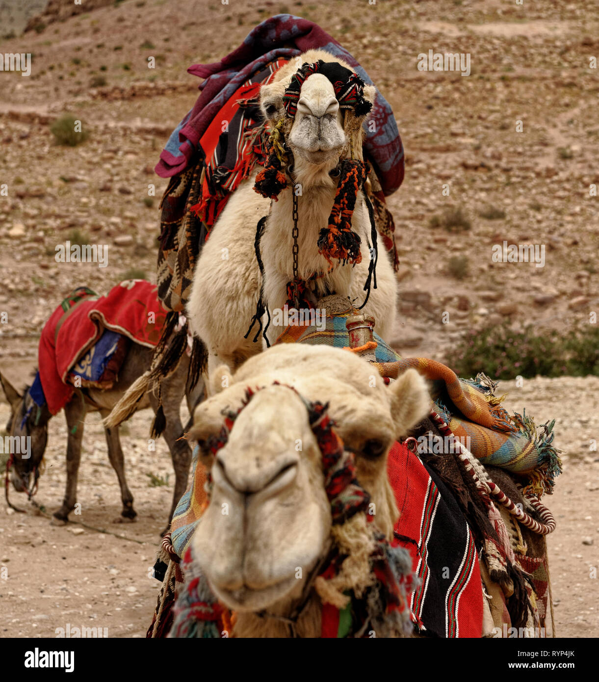 Camels resting in Wadi Rum Stock Photo