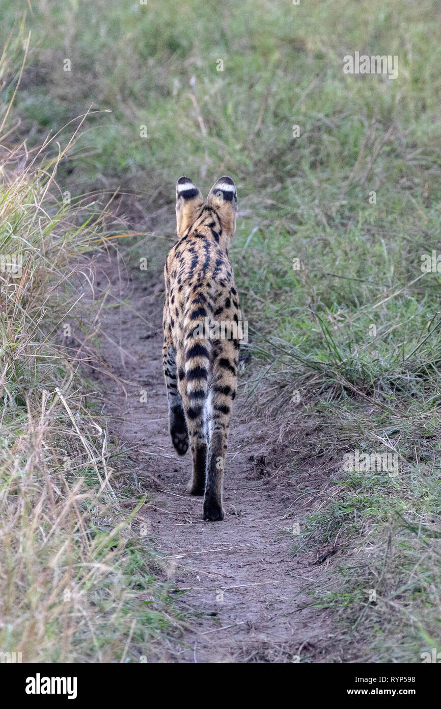 Serval Cat, Kenya Africa Stock Photo Alamy