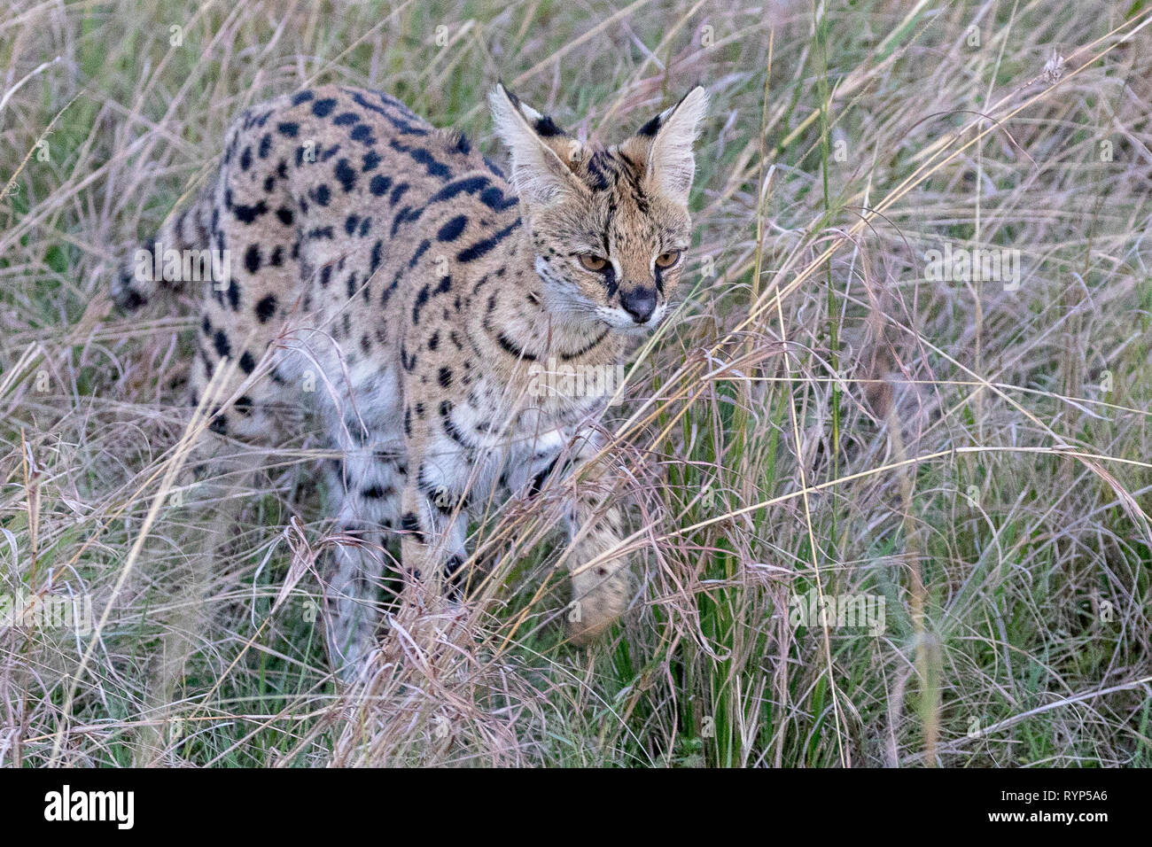 Serval Cat, Kenya Africa Stock Photo Alamy