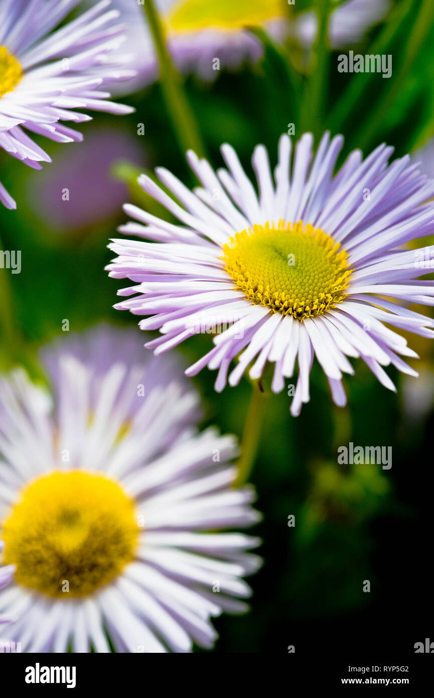 Daisy, Erigeron speciosus, group of fully opened, white flower heads with pinkish hue, short depth of field Stock Photo