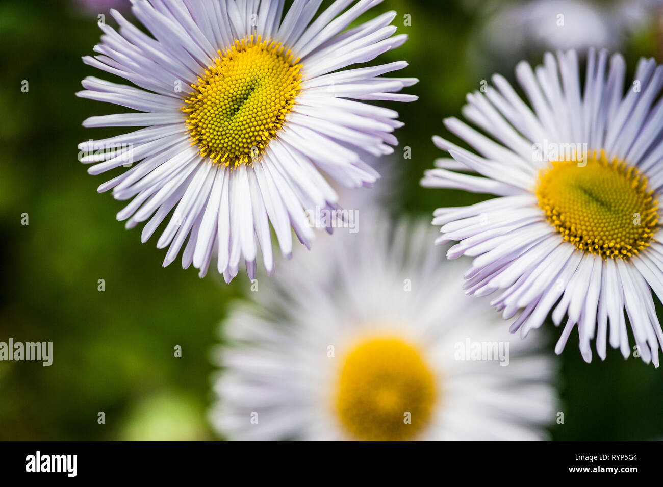 Daisy, Erigeron speciosus, group of fully opened, white flower heads with pinkish hue, short depth of field Stock Photo
