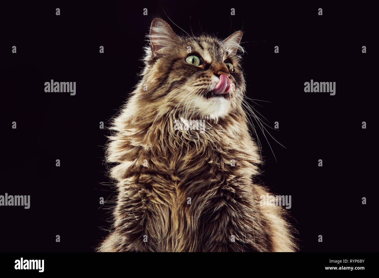 Studio portrait of a brown tabby cat looking off camera with a suprised expression and tongue reaching up to nose. Stock Photo