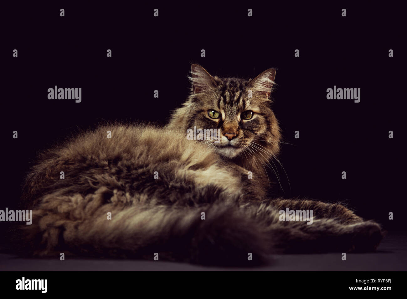 Full-body studio portrait of a brown tabby cat lying down on a black background and looking directly at camera. Stock Photo