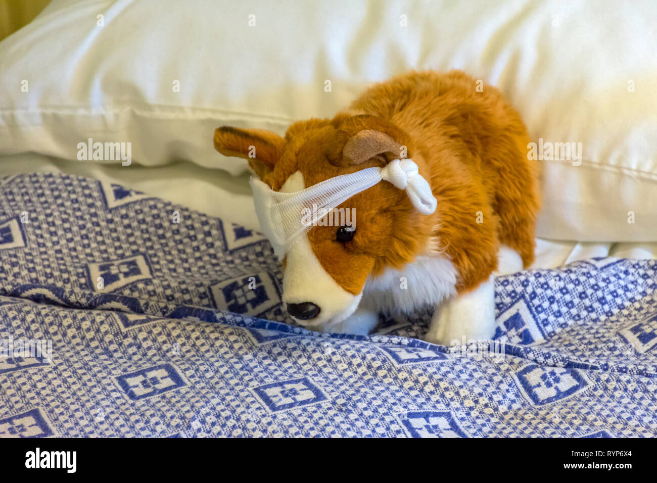 Bandaged cuddly toy in the Sick Bay, Royal Yacht Britannia, Port of Leith, Edinburgh, Scotland, UK Stock Photo