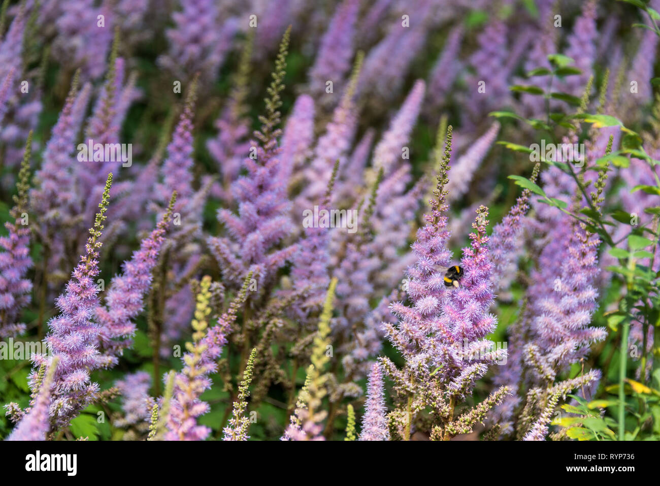 Lavender field Stock Photo