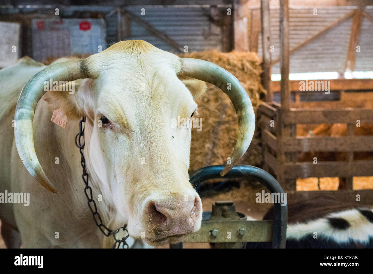 Brown white texas longhorn cow hi-res stock photography and images - Alamy