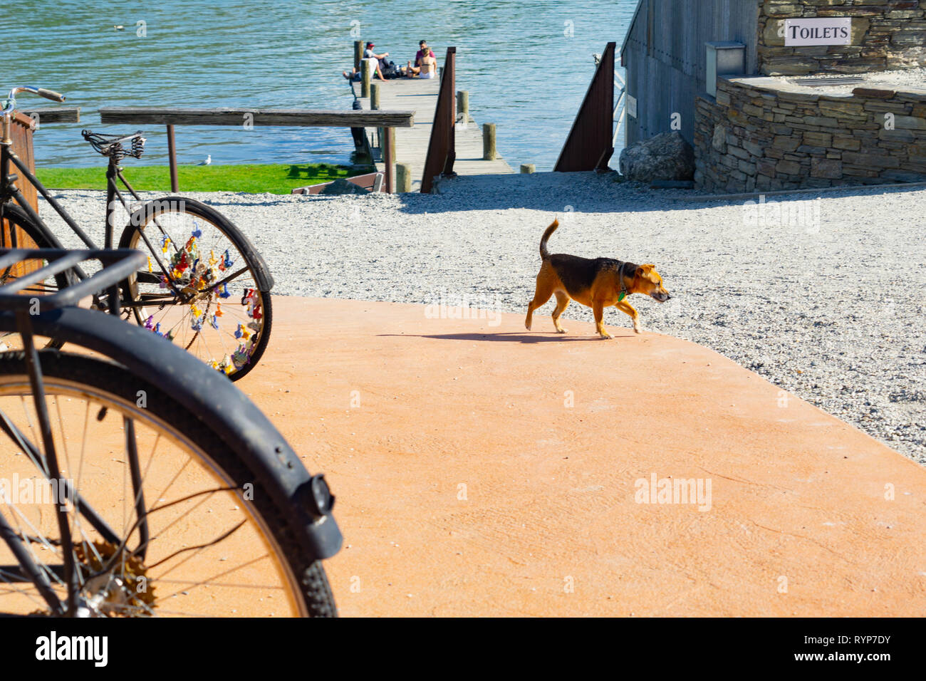 CROMWELL, NEW ZEALAND - OCTOBER 21 2019; Old bicyle wheels and dog crossing sstreet in small town with group four youth in distance on jetty on Lake D Stock Photo