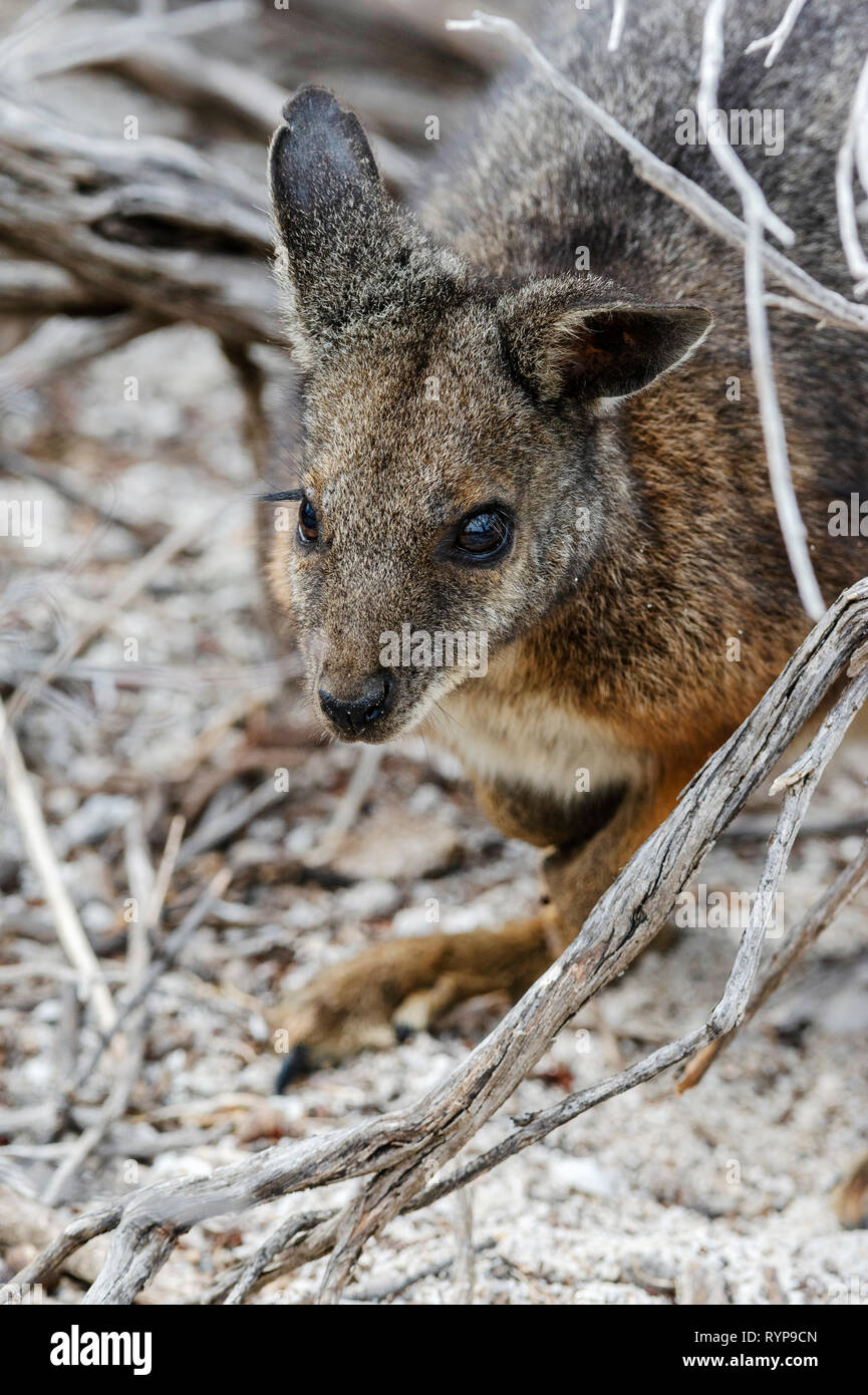A Tammar Wallaby on West Wallabi Island in the Wallabi Group. The Houtman Abrolhos islands lie 60 kilometres off the coast of Geraldton in Western Aus Stock Photo