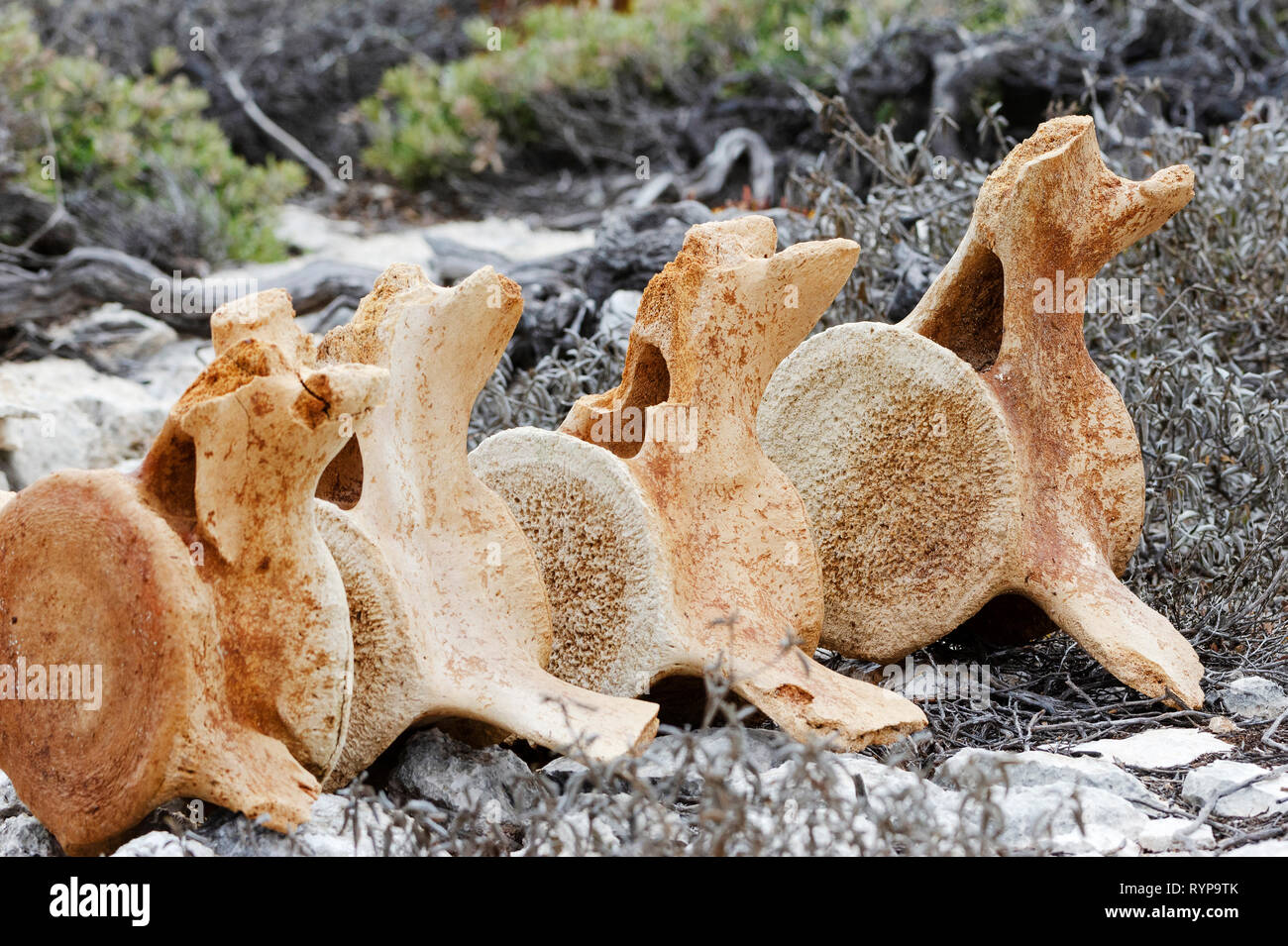 Whale vertebrae on West Wallabi Island. The Houtman Abrolhos islands lie 60 kilometres off the coast of Geraldton in Western Australia. There are 122  Stock Photo