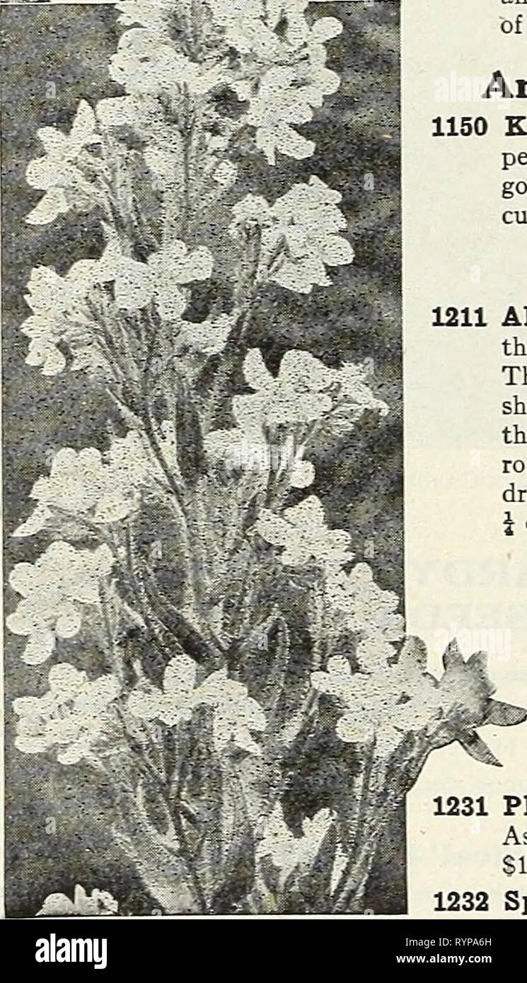 Dreer's midsummer list 1931 (1931) Dreer's midsummer list 1931 . dreersmidsummerl1931henr Year: 1931  Anchusa (Alkanet) pj.R pkt. 1138 Italica Dropmore Variety. One of the best hardy perennials, grows 3 to 5 feet high, and bears in abundance flowers of the richest gentian-blue during May and j ana. j oz., 40 cts $0 15 1139 Italica Lissadell. An improved form of the Dropmore variety of strong vigorous growth, growing about S feet high with sprays of extra large dear gentian-blue flowers. J oz., SI-00 25 1141 Myosotidiflora. A distinct dwarf hardy species, growing but 10 to 12 inches high, produ Stock Photo