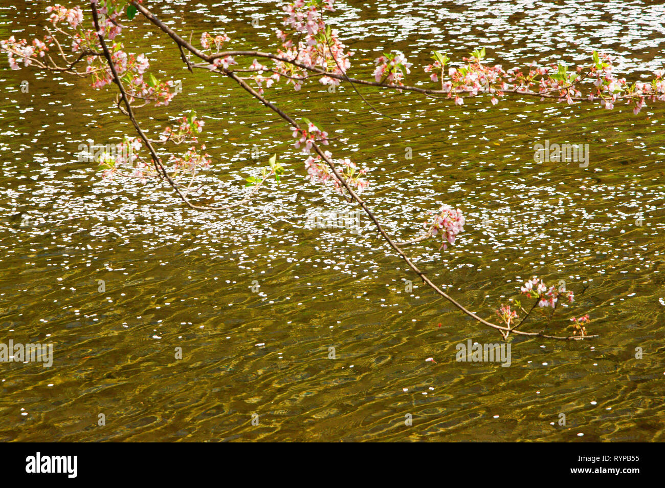 Cherry blossom flower raft Stock Photo Alamy