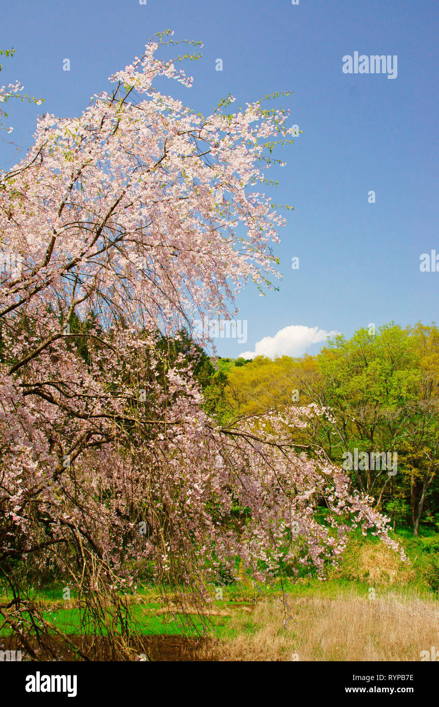 Weeping Willow Tree In Japan Background, Cherry Blossoms Weeping