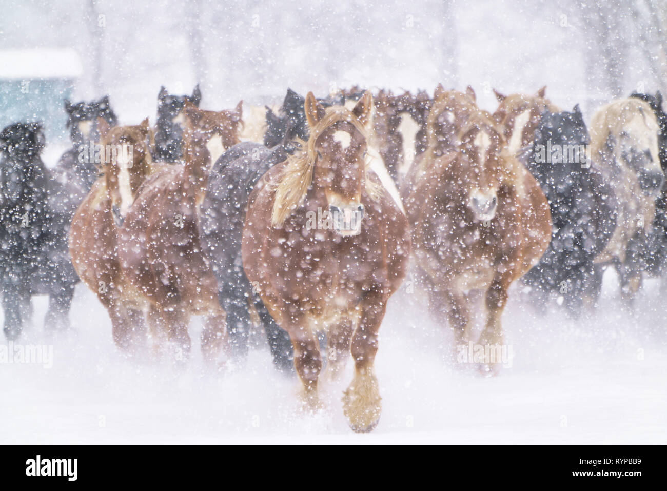 Horse Running in Snow Field Stock Photo - Alamy