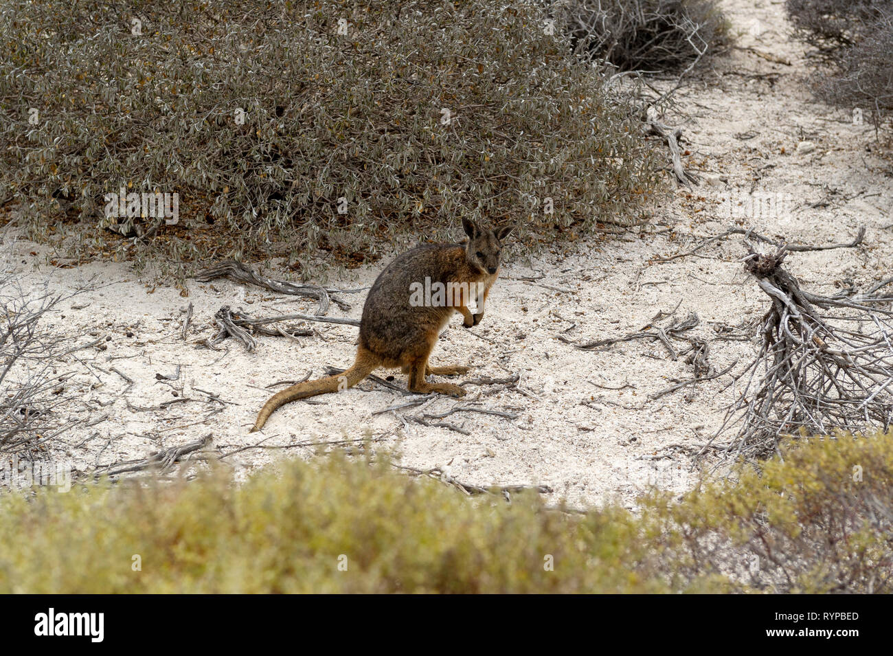 A Tammar Wallaby on West Wallabi Island in the Wallabi Group. The Houtman Abrolhos islands lie 60 kilometres off the coast of Geraldton in Western Aus Stock Photo