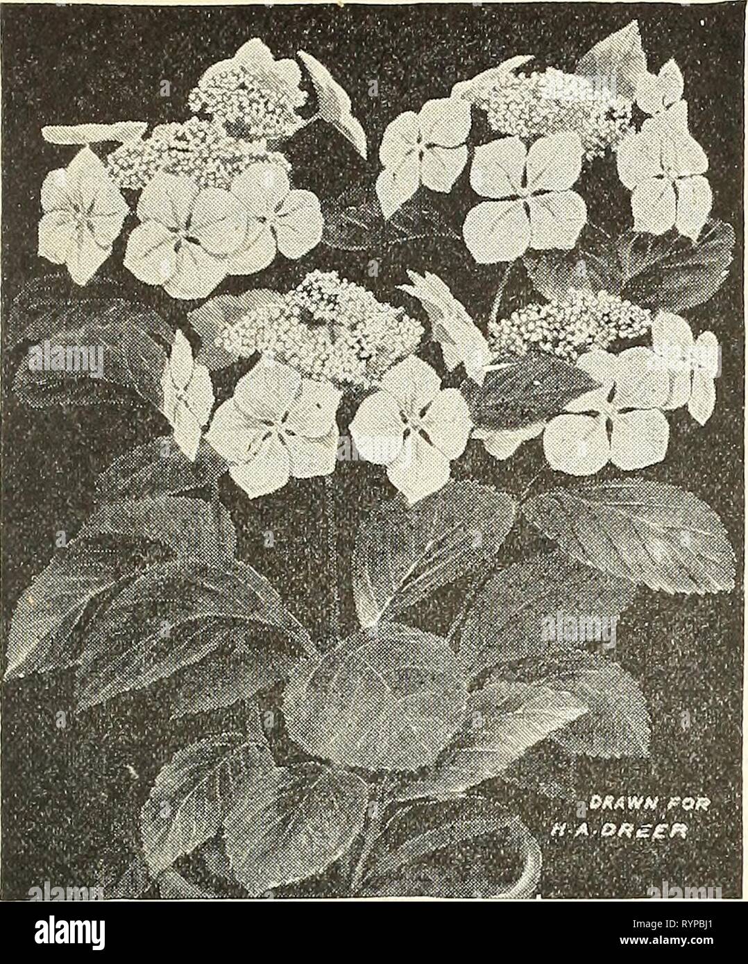 Dreer's wholesale price list summer Dreer's wholesale price list summer edition 1902 July to August : seasonable flower and vegetable seeds, fertilizers, tools, etc., etc . dreerswholesalep1902henr 2 Year: 1902  WHOLESALE PRICE LIST. 7    HYDRANGEA HORTENSIS MARIESII. Genista Fragrans. A nice lot of 4-in. pot plants, $2.00 per doz.; $15.00 per 100. Hydrangea Hortensis Mariesii. One of the most distinct and effective varieties yet introduced. It is especially remarkable for the large size and distinct color of its sterile flowers, which are fully 3 inches across ; of a light pink color tinted w Stock Photo
