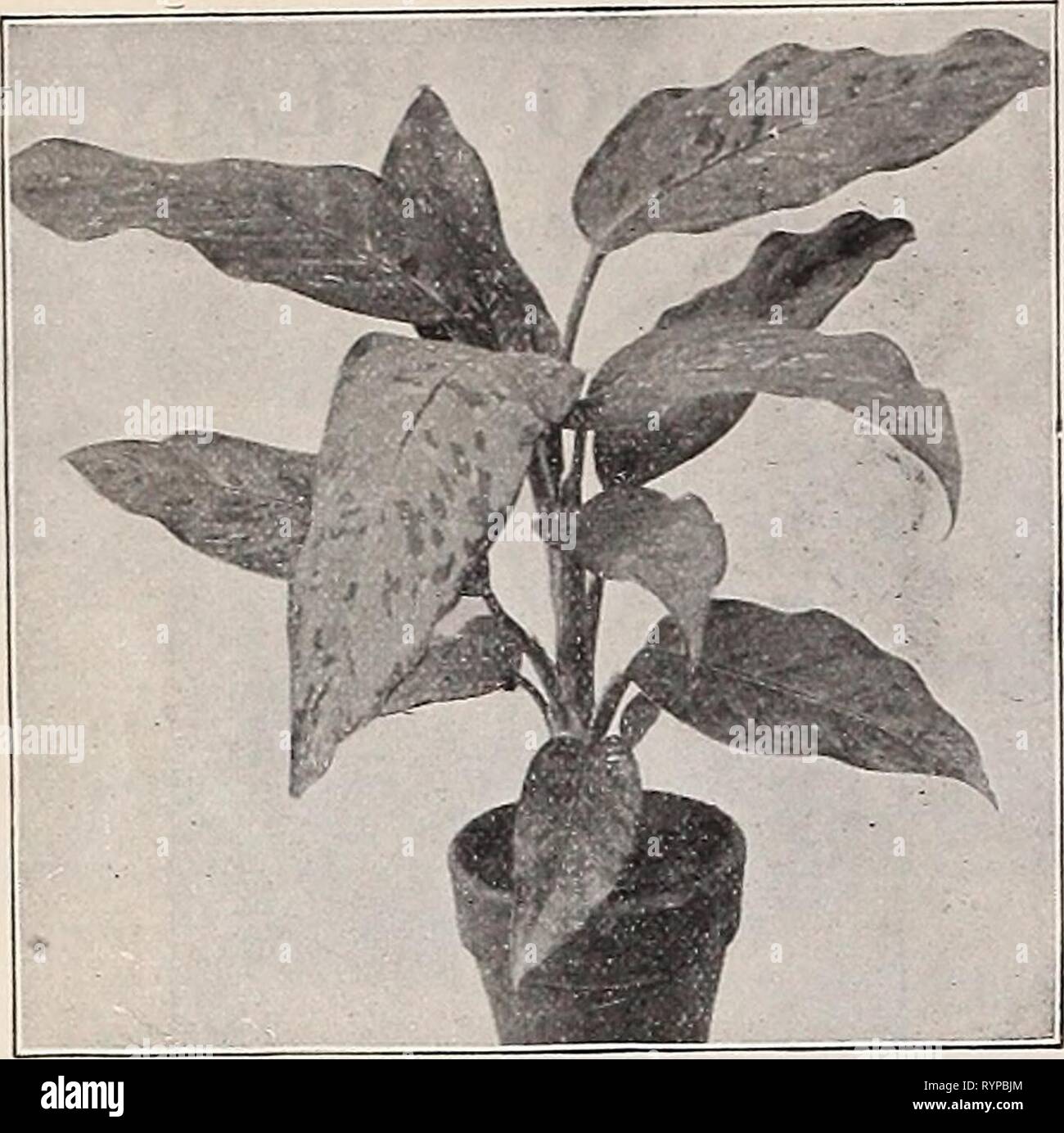 Smothered In Flowers High Resolution Stock Photography And Images Alamy Plants that fill a similar niche: alamy