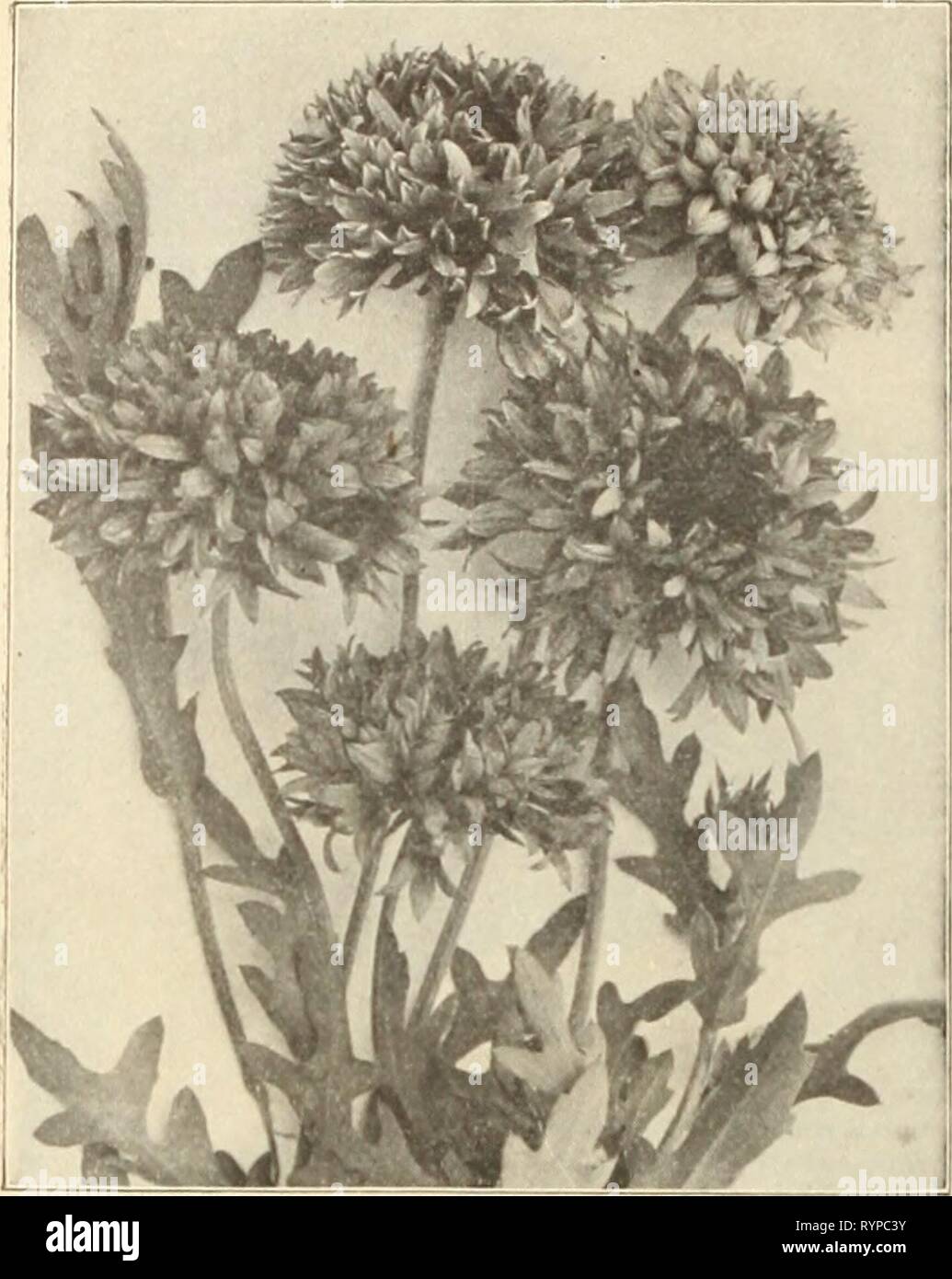 Dreer's wholesale price list of Dreer's wholesale price list of seeds, plants, bulbs, etc . dreerswholesalep1915henr 1 Year: 1915  HENRY A. DREER, PHILADELPHIA, PA., WHOLESALE PRICE LIST    UMLLARDT^ PICTA LORENZIANA Eschscholtzia (California Poppy). Tr. pkt. Oz. Callfornlca. Bright yellow 10 20 ' Aurantlaca. Oranire 10 20 Canlculata Rosea. Britrht rosy-pink 15 40 Crimson King. Rich crimson 15 40 Cross of Malta. Yellow oranire blotch 10 20 Qolden West. Very large Kolden yellow 10 20 Mandarin. Orange and scarlet 10 20 Single. Mixed 10 15 Double. ' 10 20 Euphorbia. Heterophylla 15 50 Varlegata ' Stock Photo