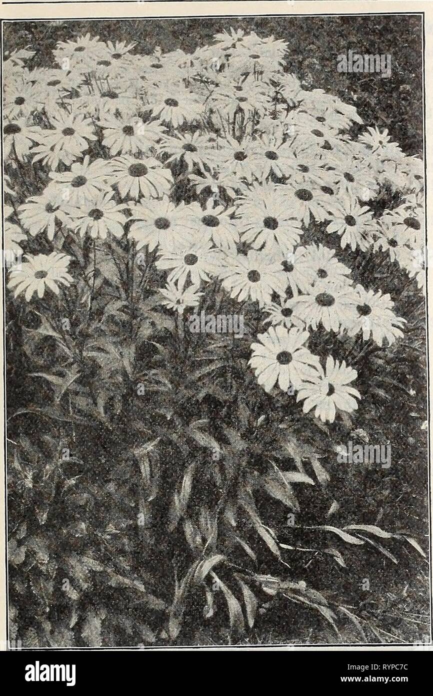 Dreer's midsummer list 1929 (1929) Dreer's midsummer list 1929 . dreersmidsummerl1929henr Year: 1929  DREER'S FLOWER SEEDS FOR SUMMER SOWING    Chrysanthemum (Shasta and Moonpenny Daisies) per pkt. 1946 Maximum King Edward VII {Moonpenny Daisy). Considered the finest of all, with flowers of extraordi- nary size, of purest white, perfect form, and exceedingly free-flowering.  oz., 30 cts $0 10 1948 Shasta Daisy Alaska. A splendid hardy perennial variety with flowers rarely less than five inches across, of the purest glistening white, with broad overlapping petals, and borne on long strong stem Stock Photo