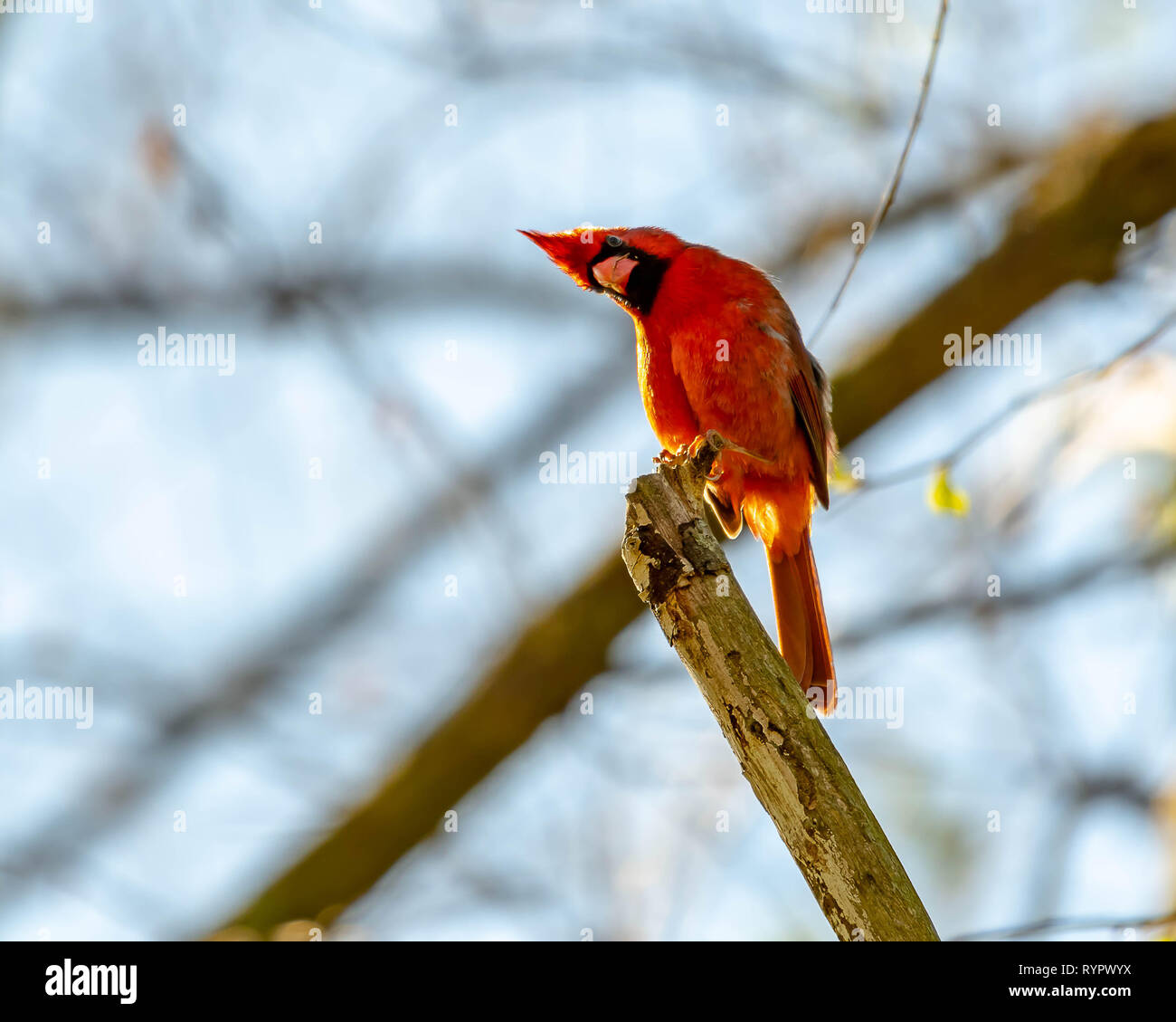 Male cardinal sitting on a branch with his head cocked sideways. He curiously watches what I am doing Stock Photo