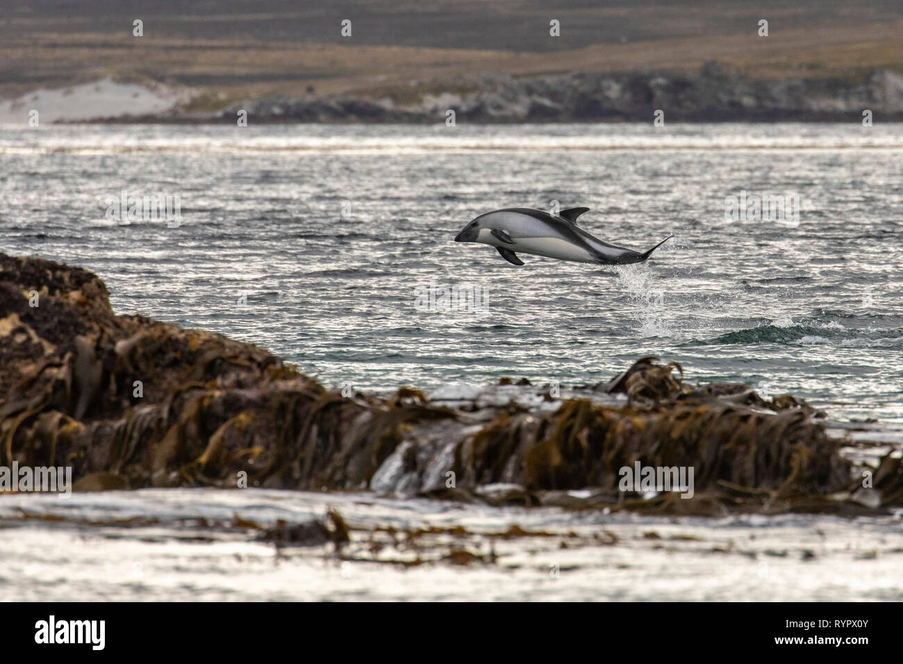 Acrobatic Commerson's Dolphin Stock Photo