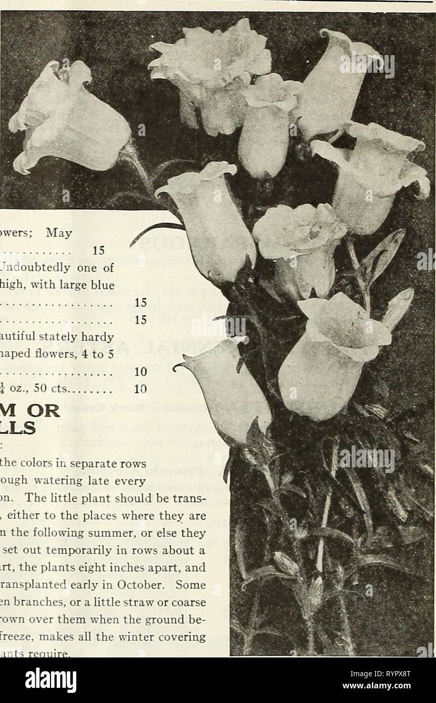 Dreer's mid-summer list 1923 (1923) Dreer's mid-summer list 1923 . dreersmidsummerl1923henr Year: 1923  Cup AND Saucer and Single Canterbury Bells 1735 Calycanthema Blue. A fine clear shade 1736 — Rose Pink. Delicate rosy-pink 1738 - White. Pure white 1740 — Finest Mixed. All colors of the Cup and Saucer type. - oz., 75 cts.. SINGLE CANTERBURY BELLS Campanula Medium The old-fashioned sort with beautiful, large' bell-shaped blossoms; we offer four distinct colors and mixed, as follows: C.MP.AN'UL. PVR.MID.iLIS (Chimney Bellflower) 1744 Single Dark Blue 1745 - Light Blue 1746 - Rose 1747 - Wh Stock Photo