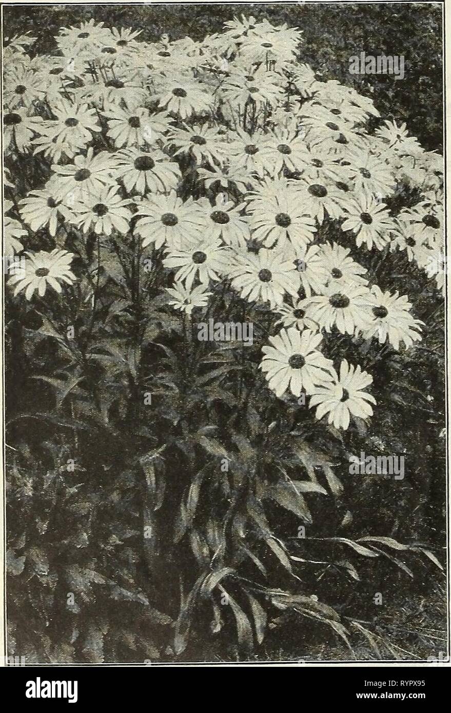 Dreer's midsummer list 1927 (1927) Dreer's midsummer list 1927 . dreersmidsummerl1927henr Year: 1927  Dreer's Prize Dwarf Cineraria V :o    Shasta Daisy Alaska Chrysanthemum (Shasta and Moonpenny Daisies) PER PKT. 1946 Maximum King Edward VII (Moonpenny Daisy). Considered the finest of all, with flowers of extraordi- nary size, of purest white, perfect form, and exceedingly free-flowering. J oz.,. 30 cts $0 10 1948 Shasta Daiy Alaska. A splendid hardy perennial variety with flowers rarely less than five inches across, of the purest glistening white, with broad overlapping petals, and borne on Stock Photo
