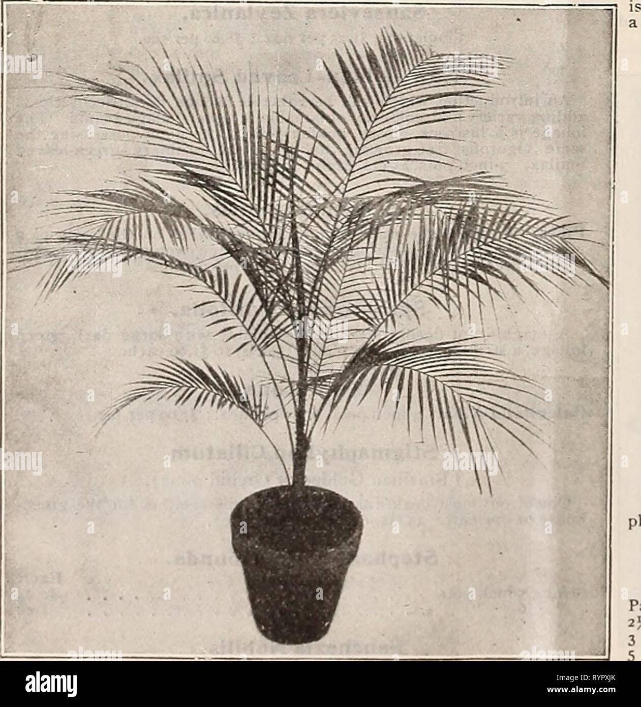 Dreer's wholesale price list  Dreer's wholesale price list : seeds for florists plants for florists bulbs for florists vegetable seeds, fungicides, fertilizers, insecticides, implements, sundries, etc . dreerswholesalep1911henr 0 Year: 1911  COCOS WKDDEI.IANA KENTIA KELMOREANA Areca Lutescens. A splendid lot of well-shaped plants, of good color. 25^-in. pots, 3 plants in a pot, 85 cts. per doz.; $6.00 per 100; $50.00 per 1000. 3-in.-pots, 3 plants in a pot, $1.25 per doz.; $10.00 per 1.00 ; $90.00 per 1000. 7-inch pots, 3 plants in a pot, 36 inches high, $2.00 each. 9- ' 3 ' ' 48 ' ' 4-oo ' Ar Stock Photo