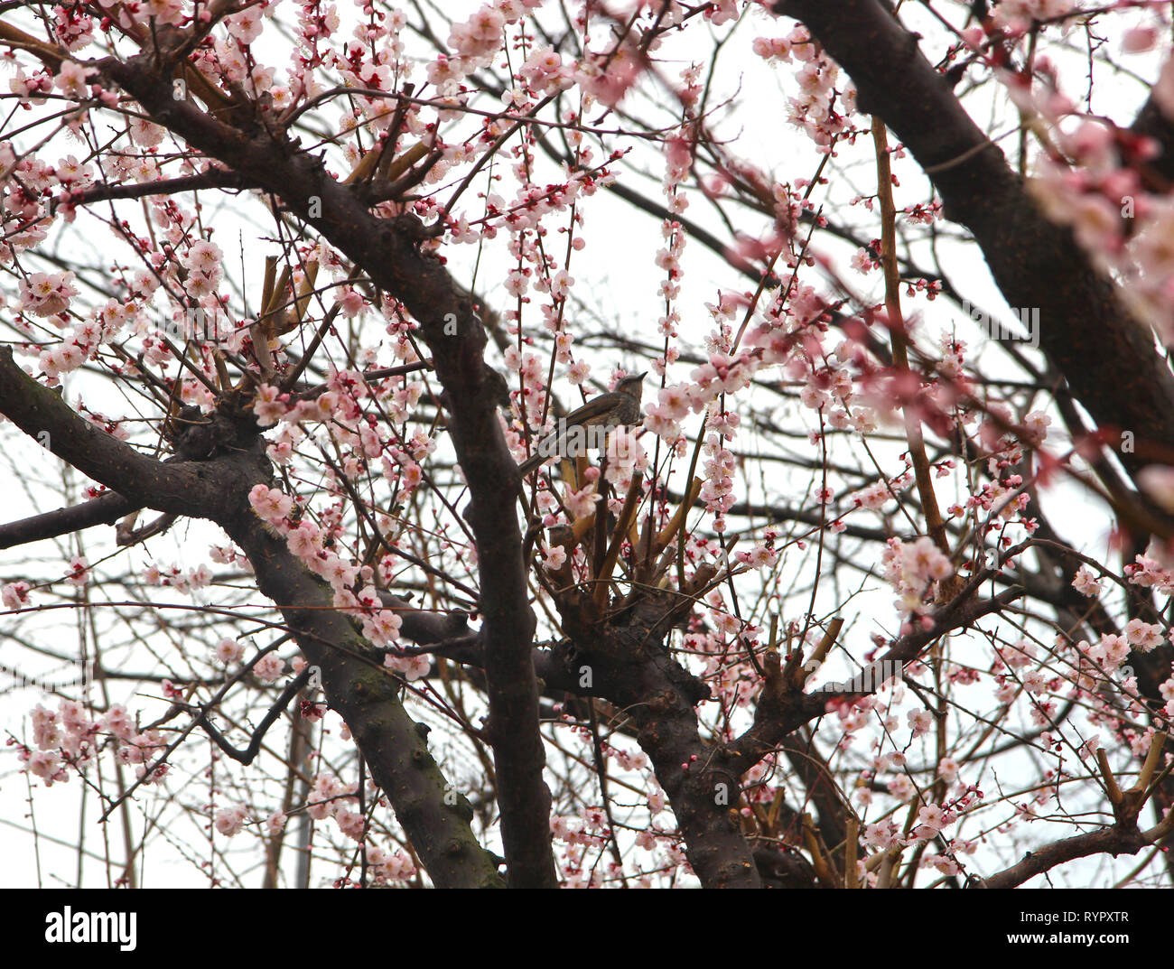Apricot Blooming with Bird in Spring, Haeundae, Busan, South Korea, Asia. Stock Photo