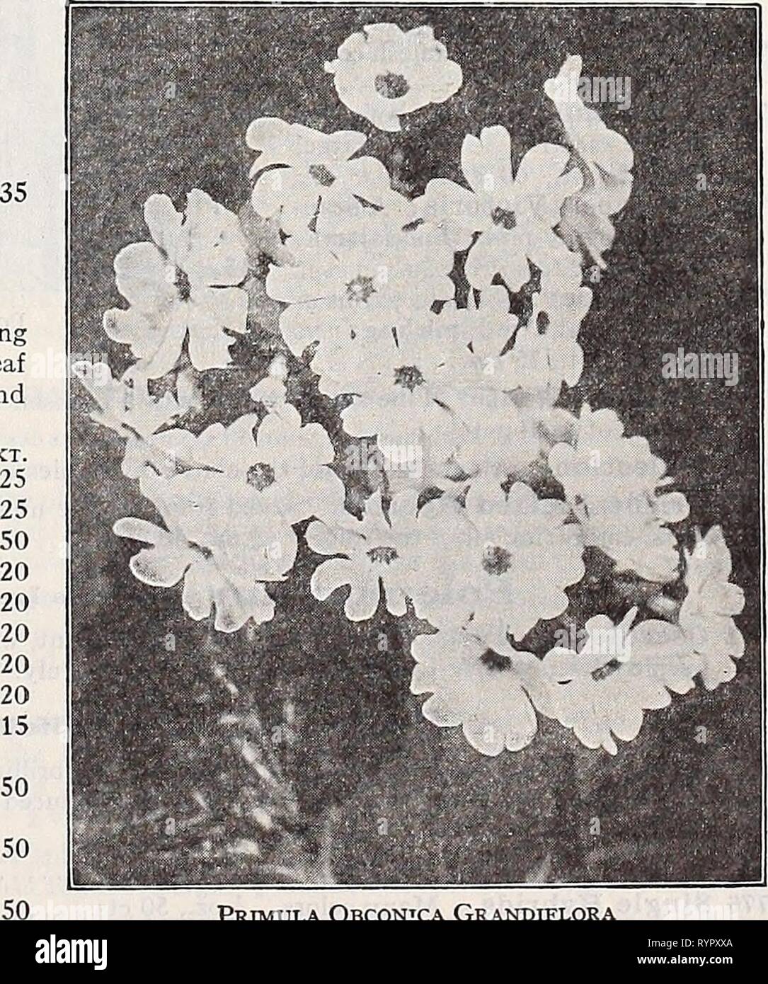 Dreer's midsummer list 1932 (1932) Dreer's midsummer list 1932 . dreersmidsummerl1932henr Year: 1932  : Dreer's 'Peerless' Chinese Primroses Primula (Primrose) The charming and beautiful Chinese Fringed Primrose and Obconica varieties are indispensable for winter or spring decora- tions in the home or conservatory. They are one of the most im- portant winter blooming pot plants. Dreer's 'Peerless' Chinese Primroses PER pkt. 3784 Peerless Blue (True Blue) $0 50 35 35 35 35 3785 -White (Brook's White). Pure white 3787 -Pink (Delicata). Soft pink 3783 —Scarlet {Chiswick Red Imp.). Rich scarlet 37 Stock Photo