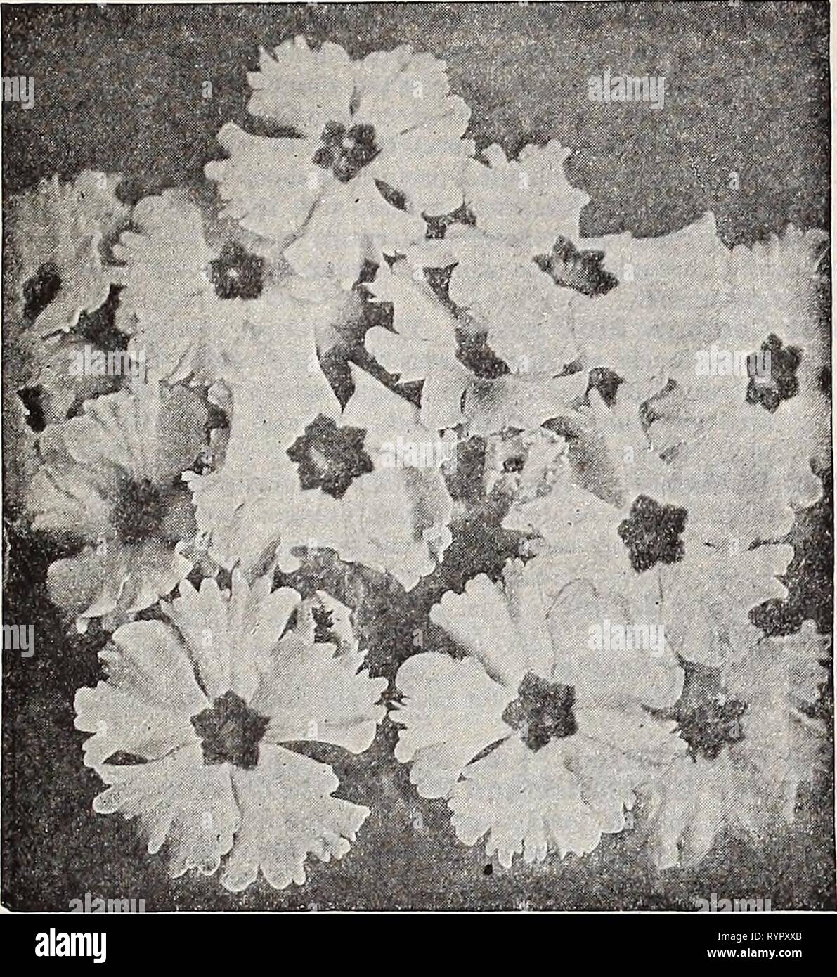 Dreer's midsummer list 1932 (1932) Dreer's midsummer list 1932 . dreersmidsummerl1932henr Year: 1932  DREER'S FLOWER SEEDS FOR SUMMER SOWING 17    : Dreer's 'Peerless' Chinese Primroses Primula (Primrose) The charming and beautiful Chinese Fringed Primrose and Obconica varieties are indispensable for winter or spring decora- tions in the home or conservatory. They are one of the most im- portant winter blooming pot plants. Dreer's 'Peerless' Chinese Primroses PER pkt. 3784 Peerless Blue (True Blue) $0 50 35 35 35 35 3785 -White (Brook's White). Pure white 3787 -Pink (Delicata). Soft pink 3783  Stock Photo