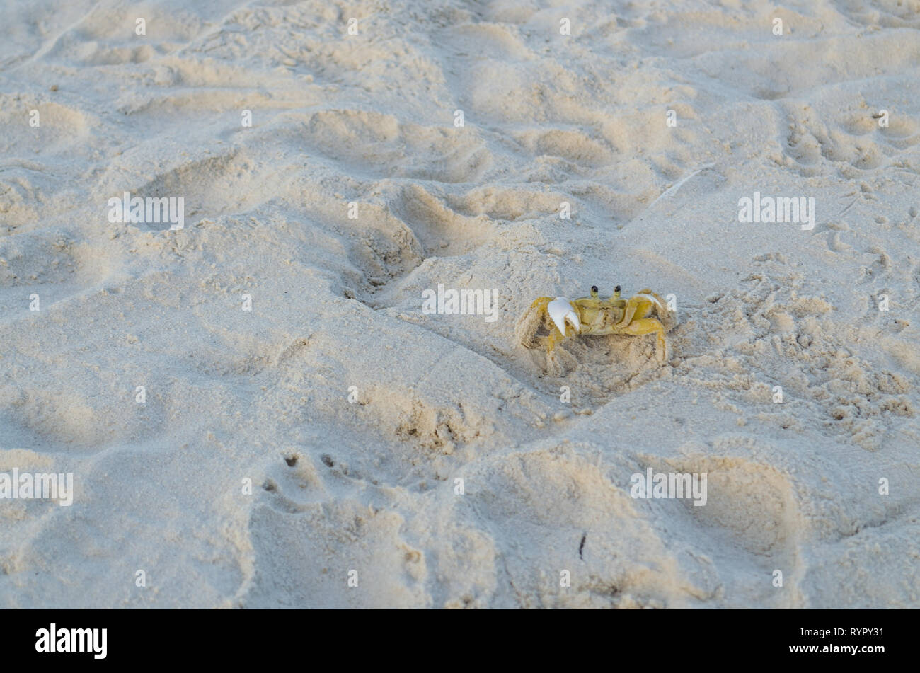 small crab with white claw in the sand on the beach Stock Photo