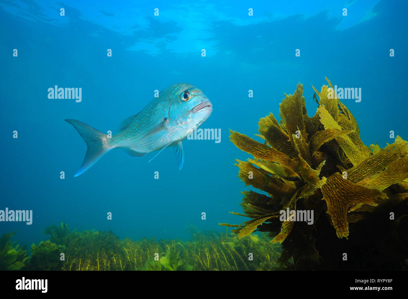 Adult Australasian snapper Pagrus auratus swimming above fields of seaweeds in blue ocean. Stock Photo